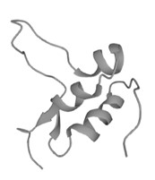 Figure 1. The Structural Features of Human IGF2