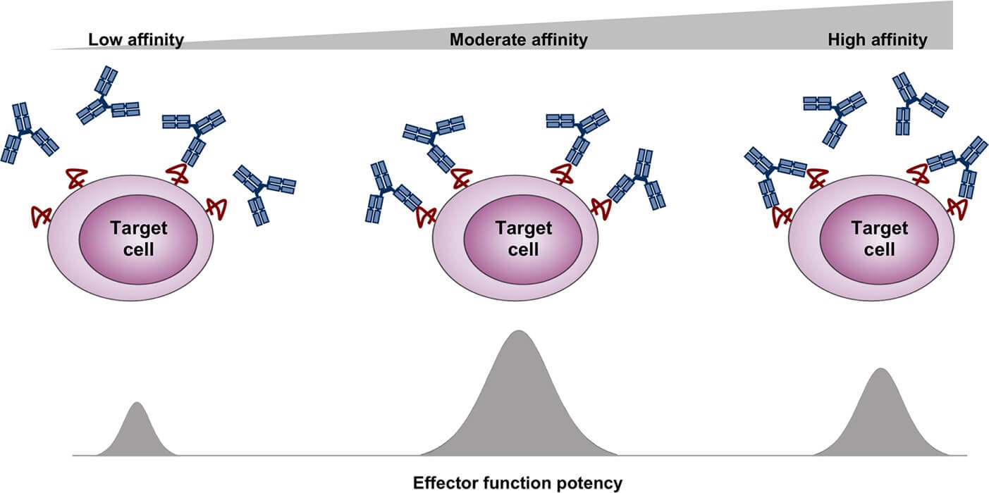 Fig.1 Proposed model for how antibody binding affinity to target antigen regulates effector function potency. (Mazor, et al., 2016)