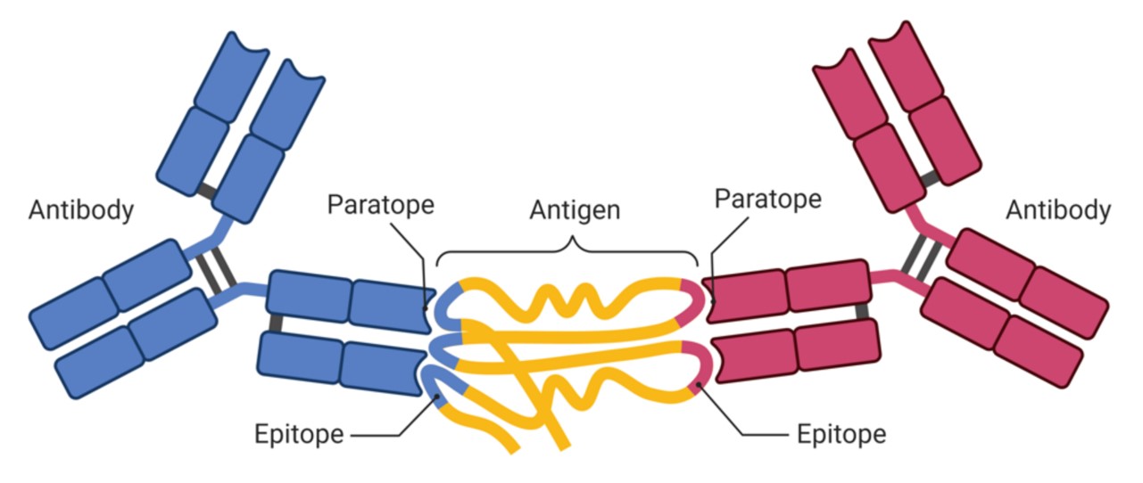 Fig.1 Antigen recognition by antibodies. (Bukhari, et al., 2022)