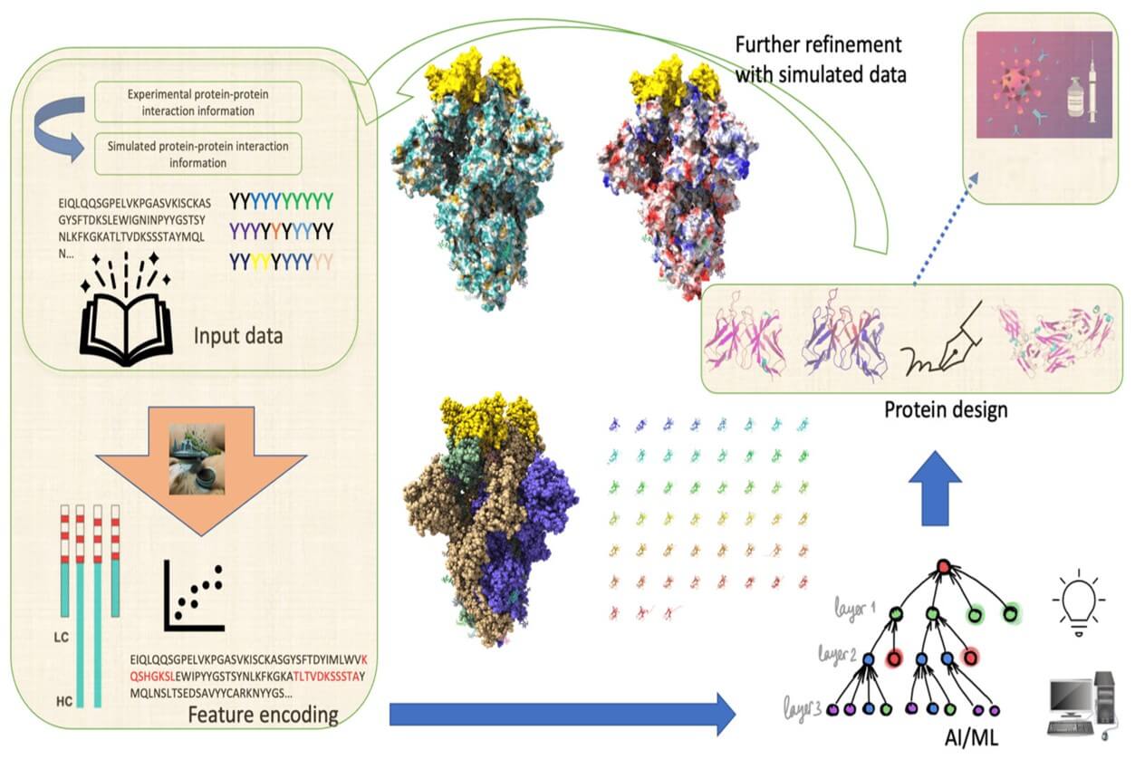 Fig.1 Generalized schematic of DL approaches for Ab sequence design. (Kim, Andrew D. & Neeraj, 2024)