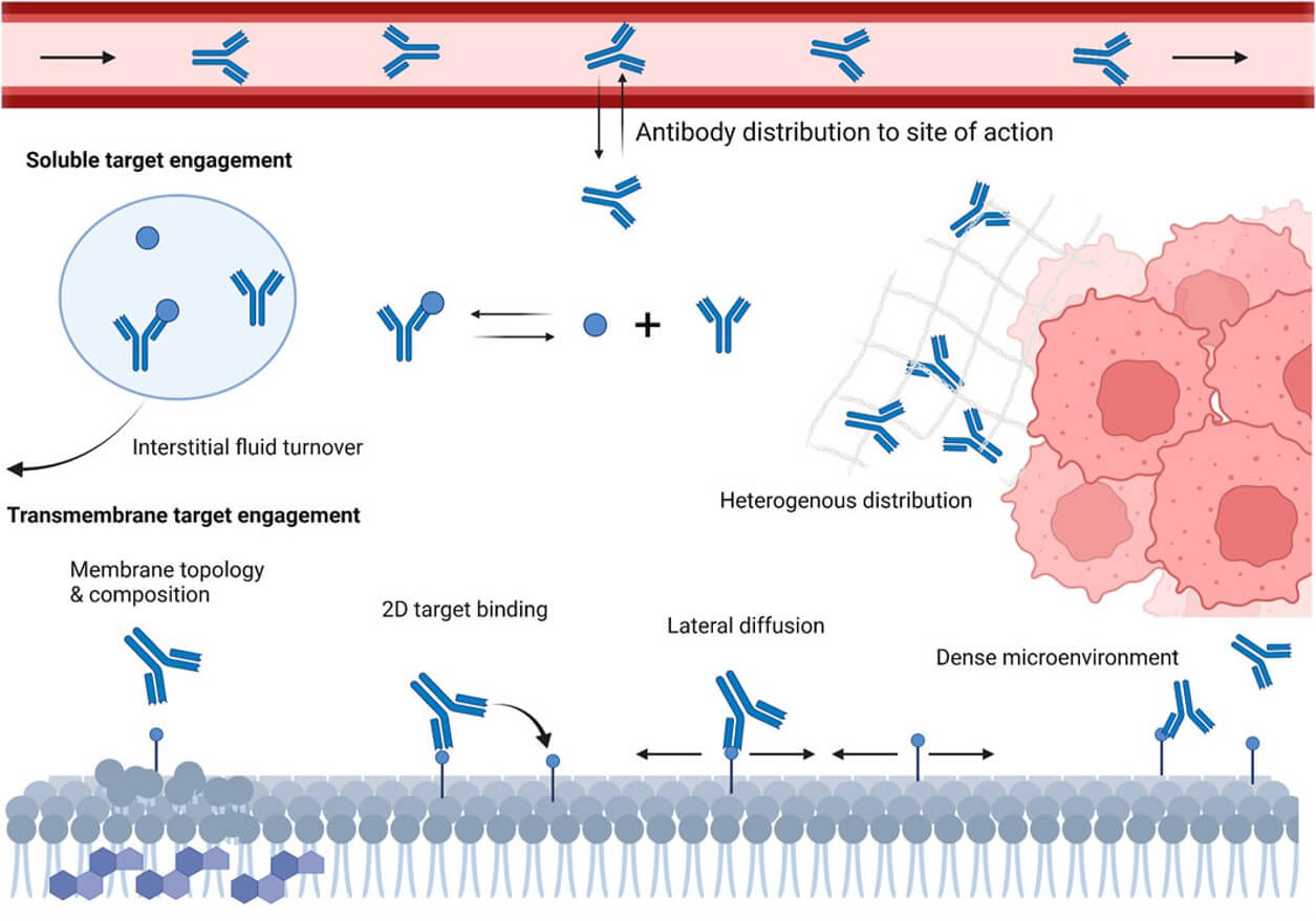 Fig.1 Schematic representation of various local microenvironments and physiological factors that can influence antibody-target engagement in vivo. (Dunlap & Yanguang, 2022)