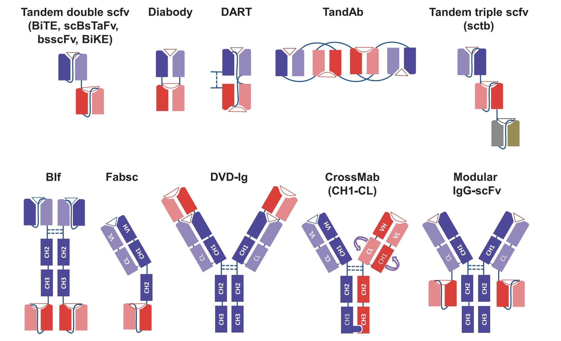 Different Bispecific Antibody Formats. (Hoseini, S. S., and N. K. Cheung, 2017)