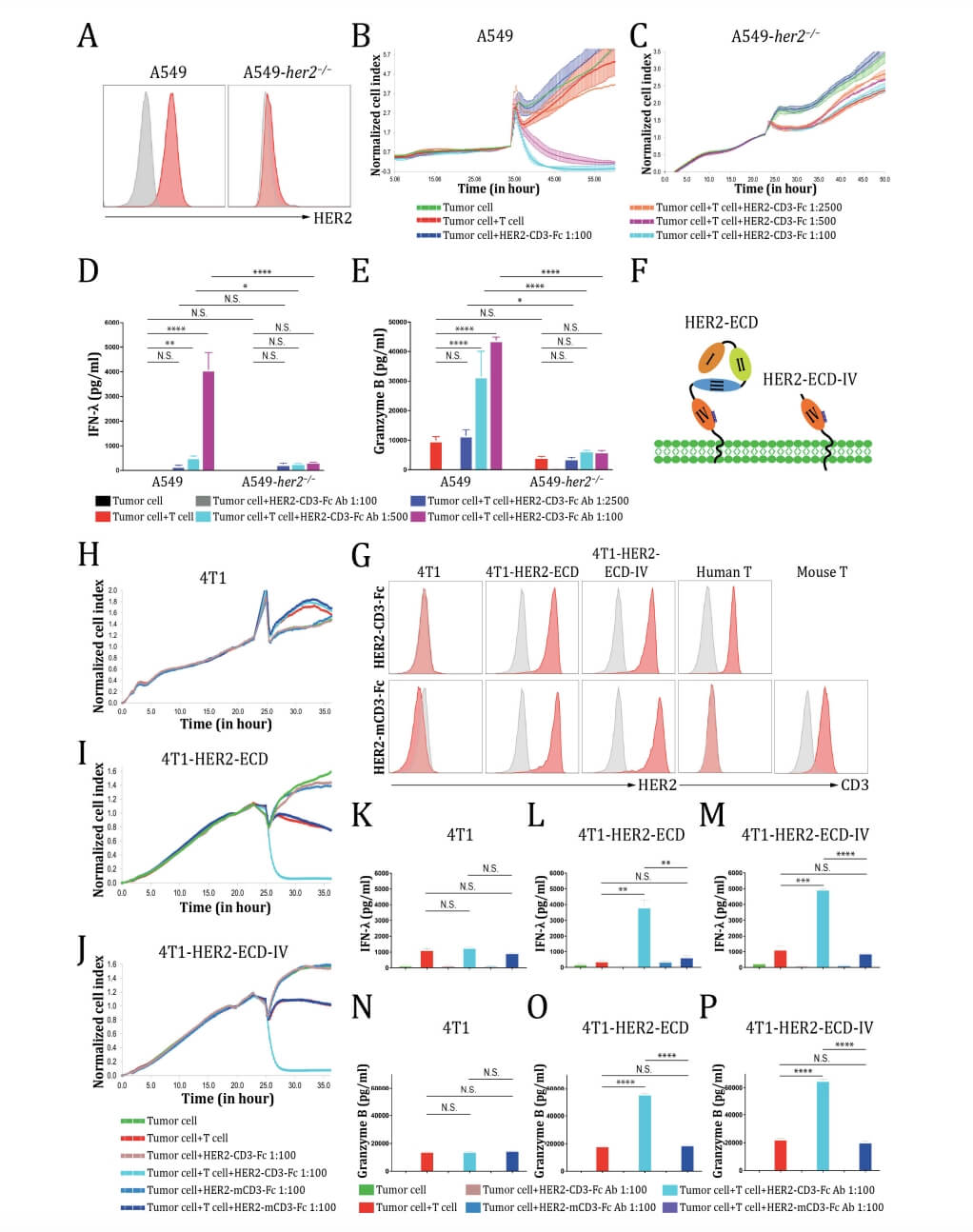 HER2-CD3-Fc bsAb mediates a highly specific antitumor effect dependent on HER2. (Hu, Liang, et al., 2024)