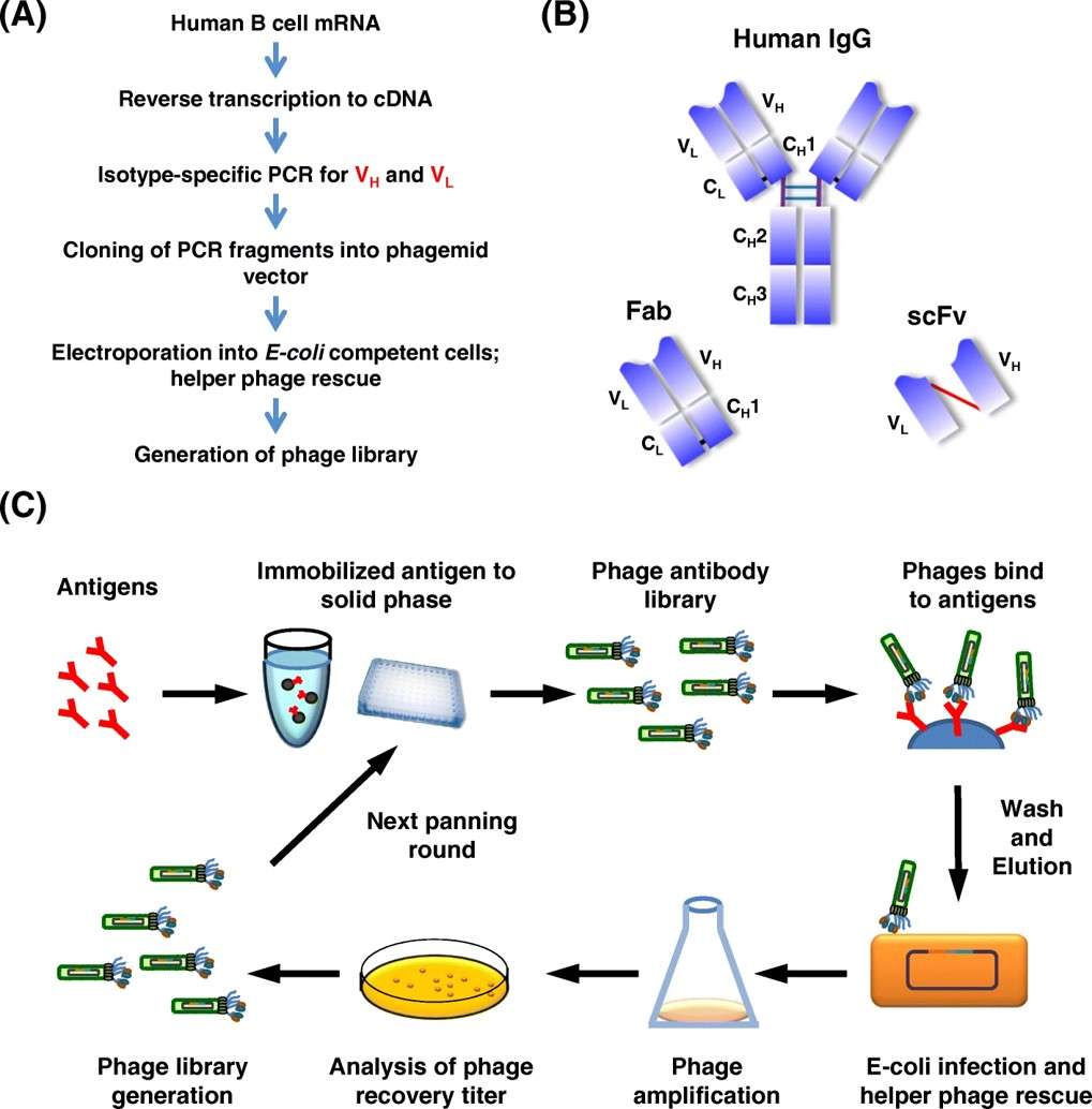 Fig.1 Construction and affinity selection with phage-display antibody library.