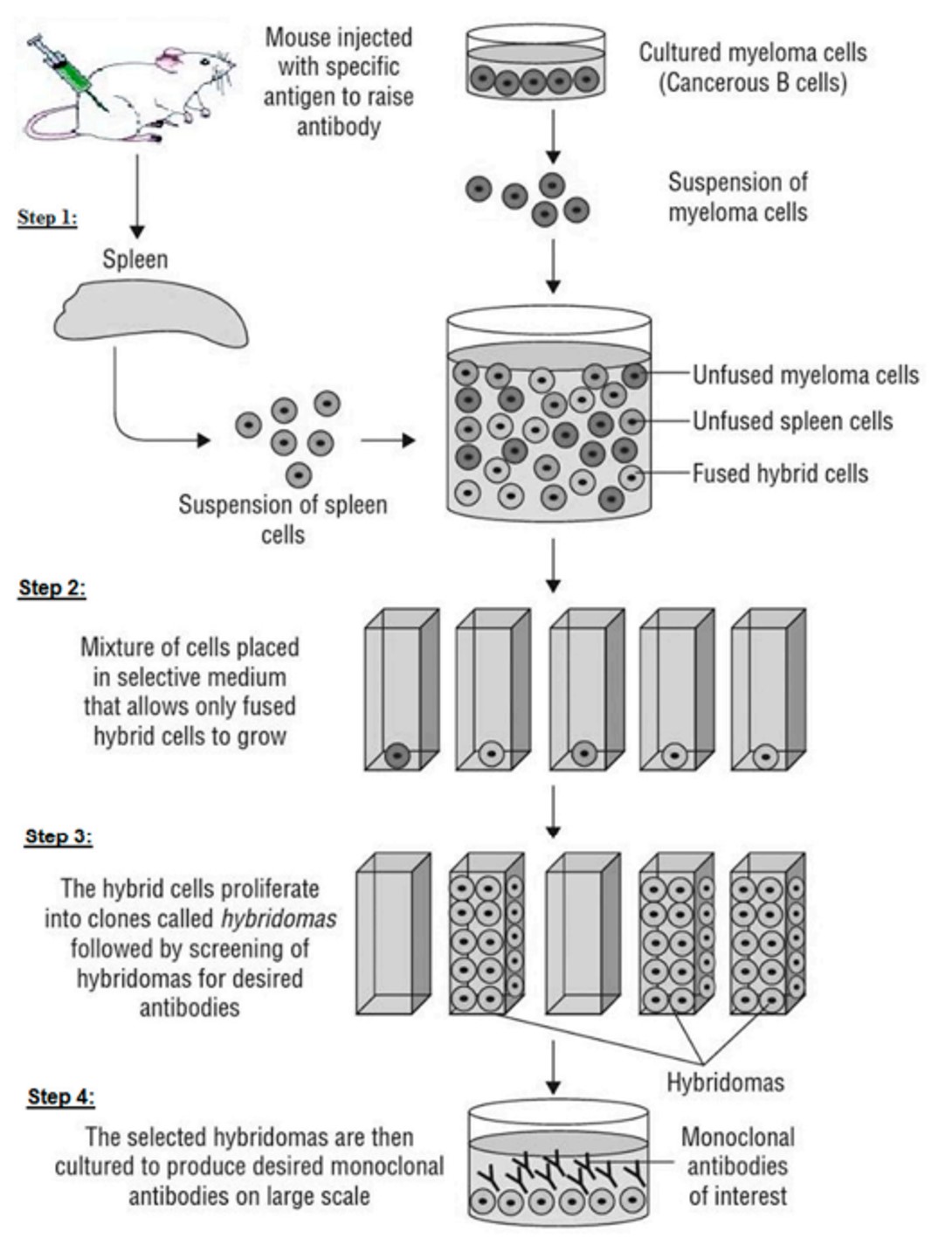 Fig.1 Traditional mAb generation method.