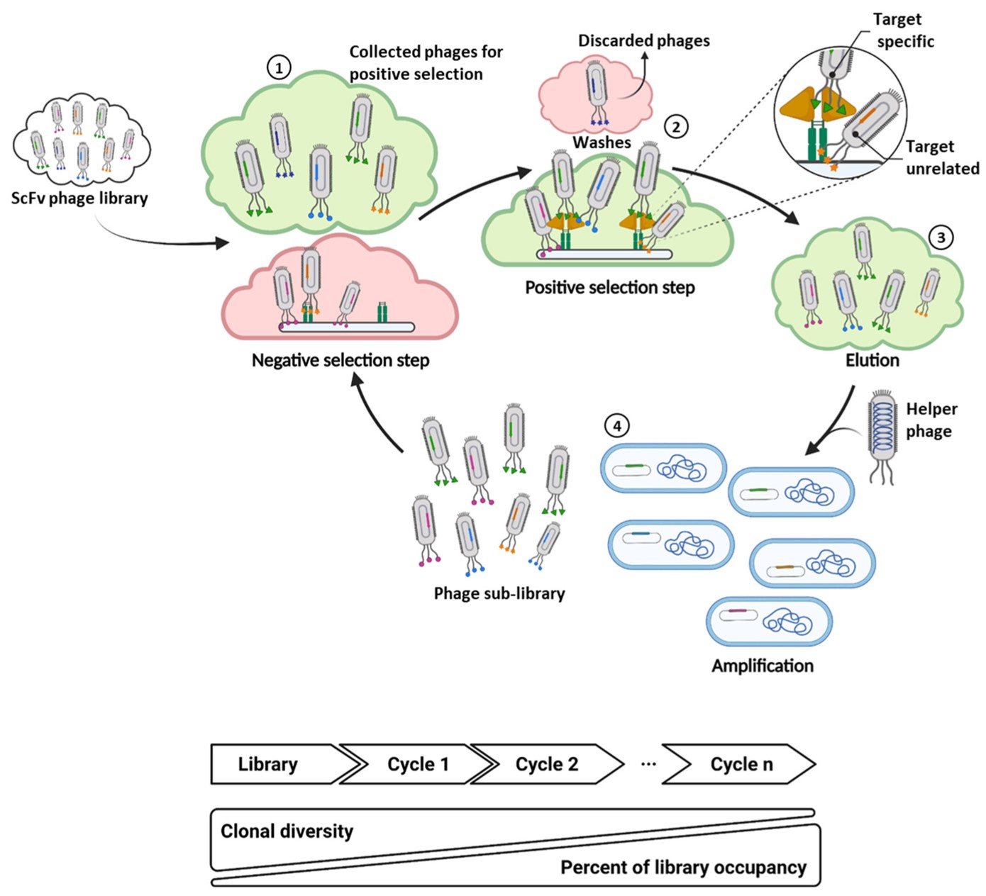 Fig.1 The cartoon depicts the entire procedure of in vitro biopanning.)