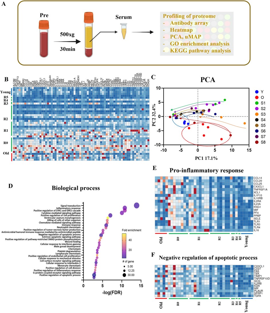 Fig.2 Proteomic profiling of TPE serum using antibody array.