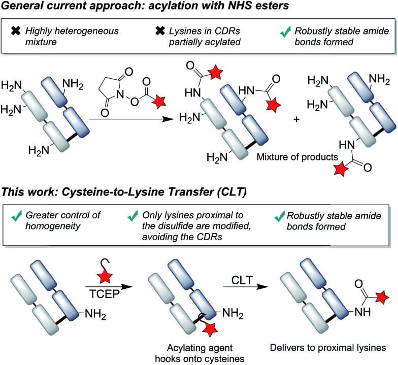 Utilizing nearby cysteines for site-specific lysine modification in antibody fragments. (OA Literature)