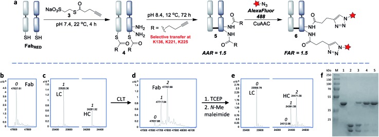 Site-selective CLT conjugation via MESNa thioester 3. (OA Literature)