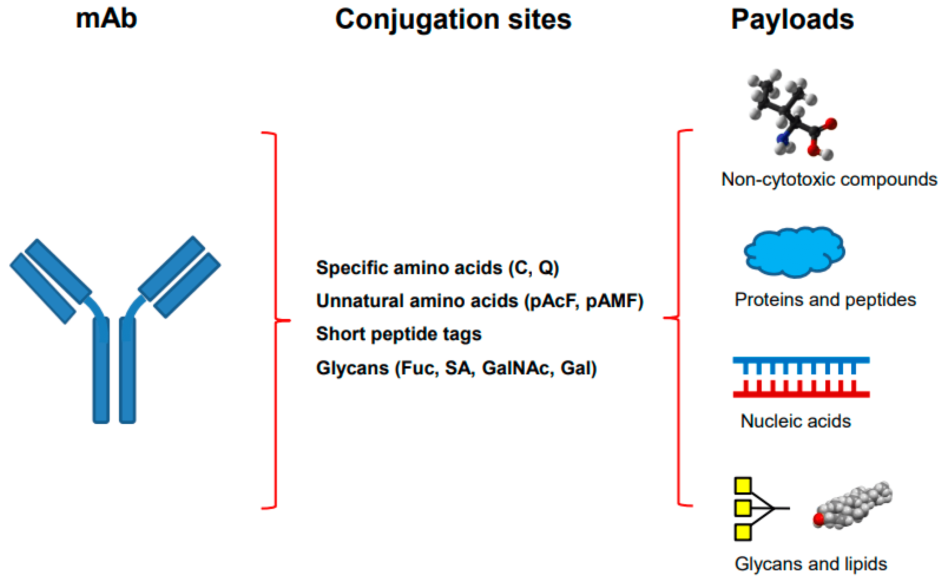 Site-specific conjugation of antibody-drug conjugates. (OA Literature)