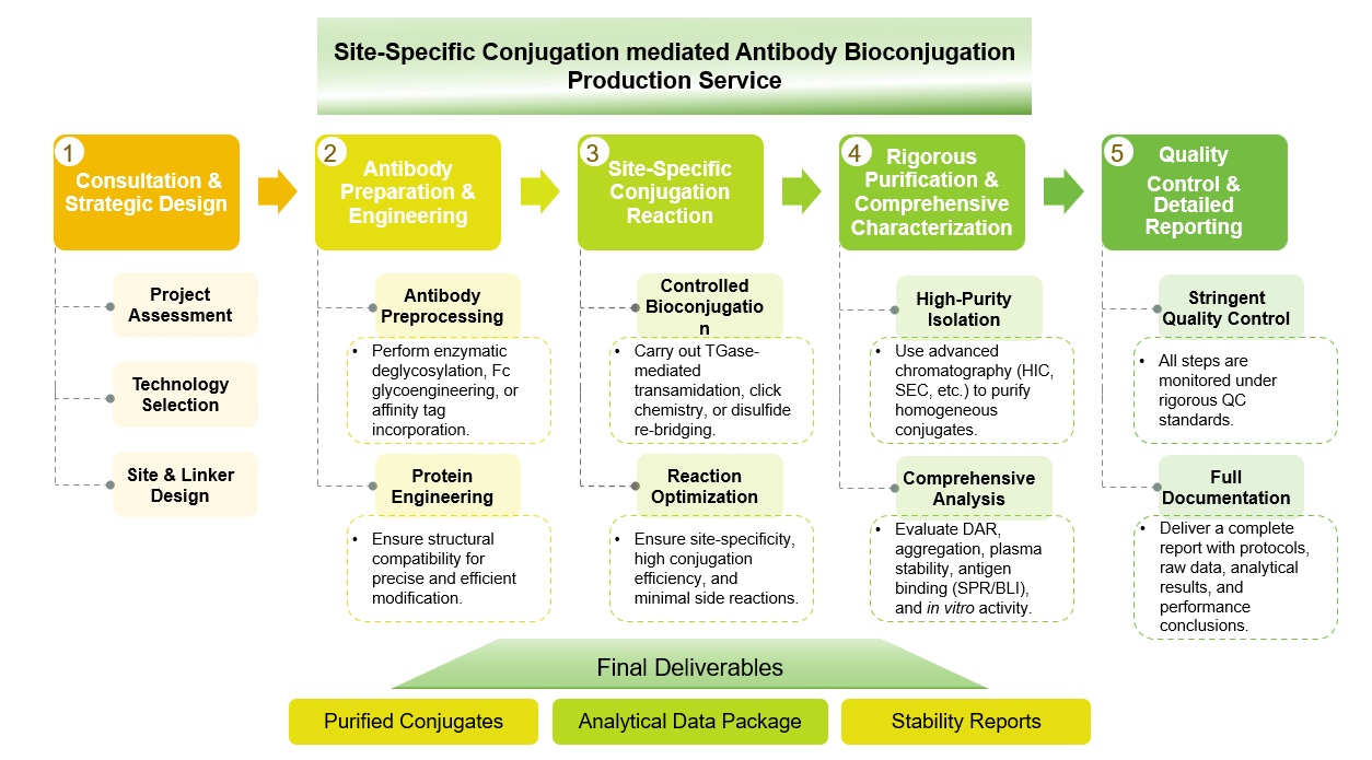 Site-specific conjugation mediated antibody bioconjugation production service workflow diagram. (Creative Biolabs Original)