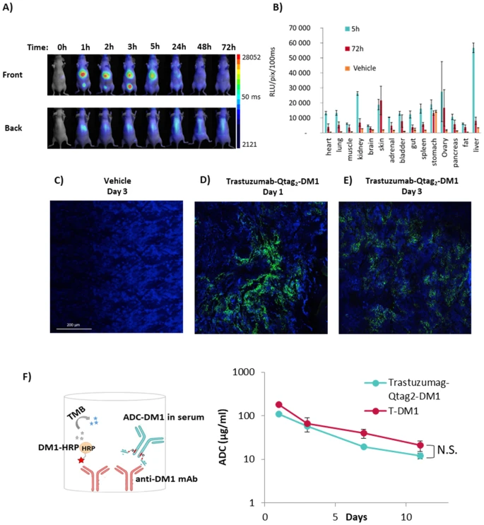 Biodistribution analysis of ADC. (OA Literature)