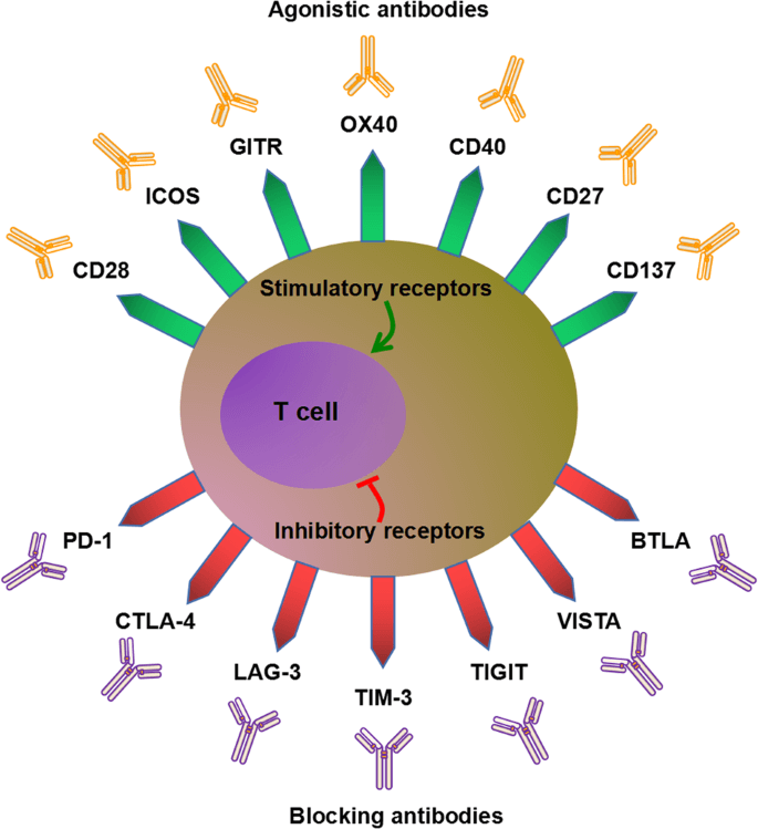 Immune checkpoint-targeting agonists and blockers in anti-tumor responses. (OA Literature)
