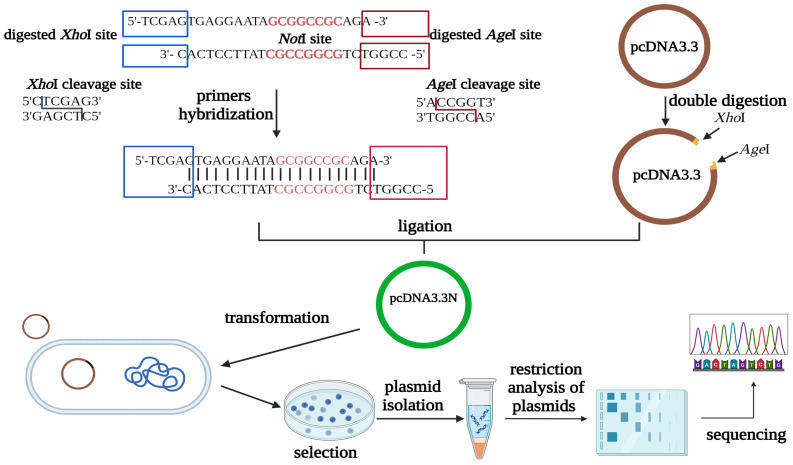 Plasmid engineering approach. (OA Literature)