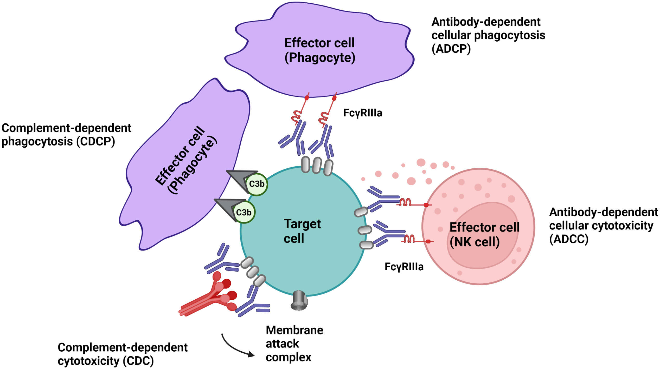 Various strategies employed by depleting antibodies. (OA Literature)