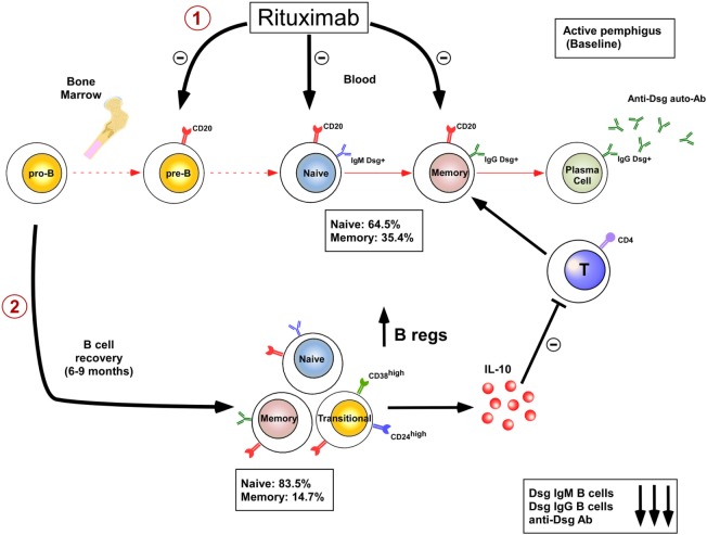 B cell depletion mechanisms. (OA Literature)