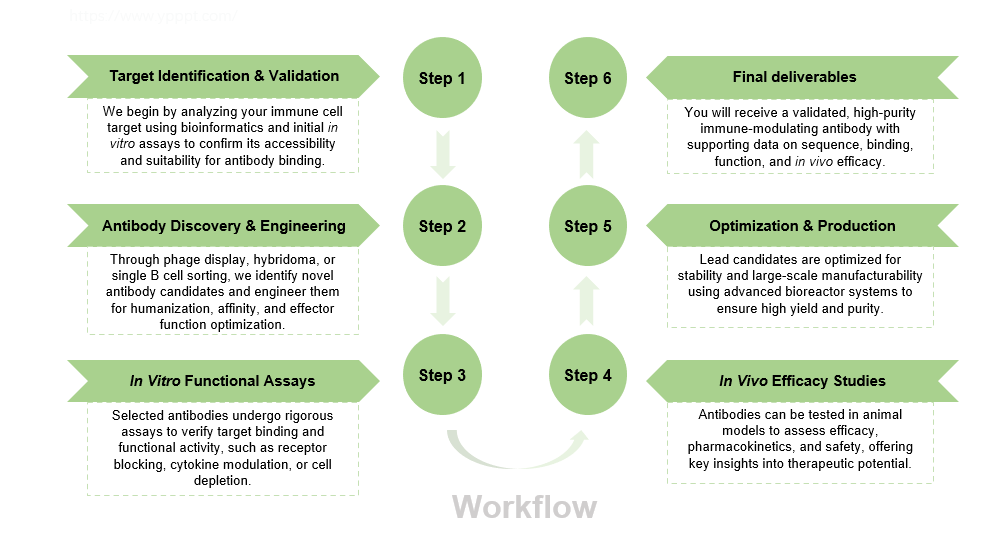Workflow of immune cell-modulating antibody production services. (Creative Biolabs Original)