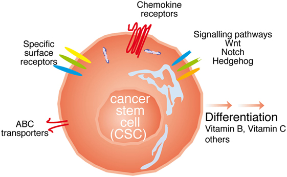 Multiple strategies exist to target CSCs. (OA Literature)