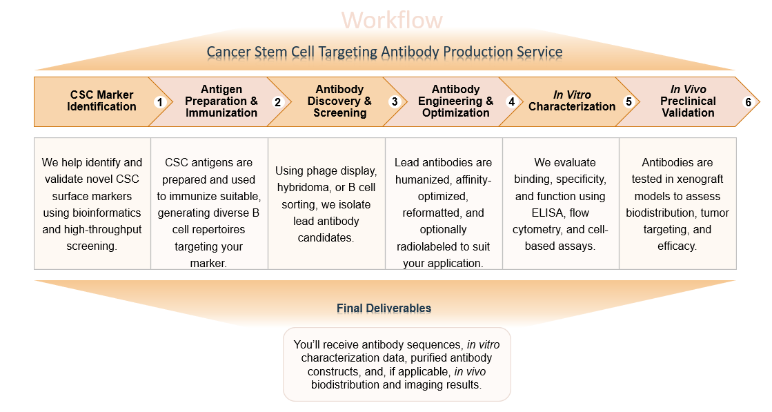 Cancer stem cell targeting antibody production service at Creative Biolabs process flow diagram. (Creative Biolabs Original)