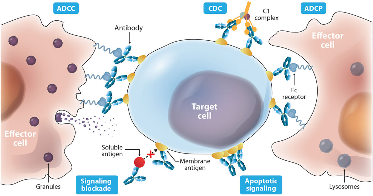 Different mechanisms of antibody drugs. (OA Literature)