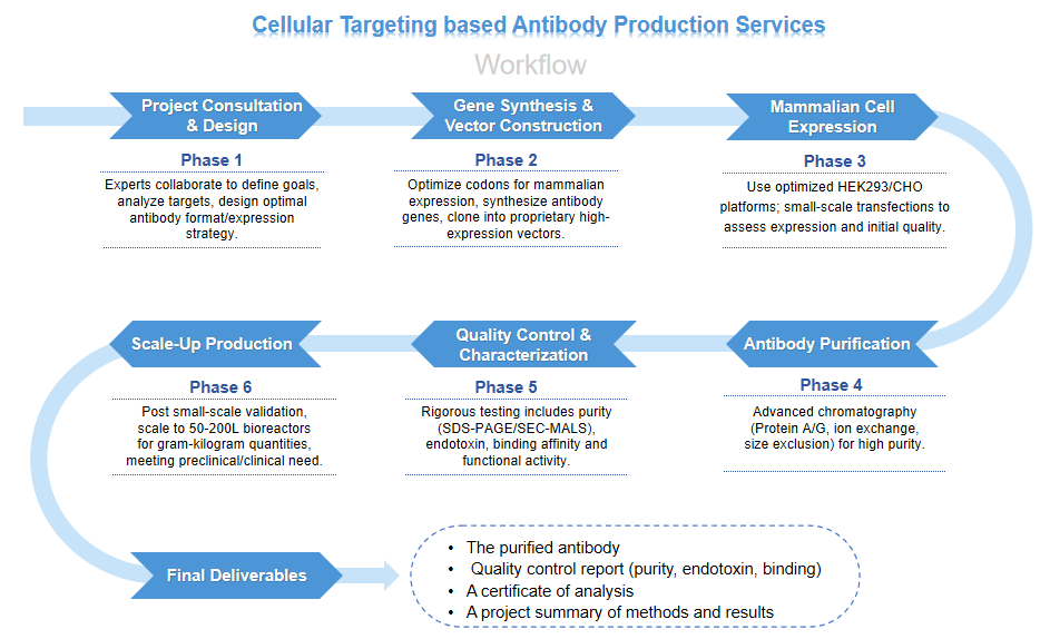 Cellular Targeting based Antibody Production workflow diagram. (Creative Biolabs Original)