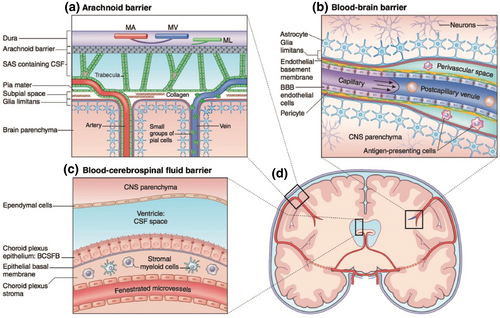 The primary barrier protecting the central nervous system. (OA Literature)