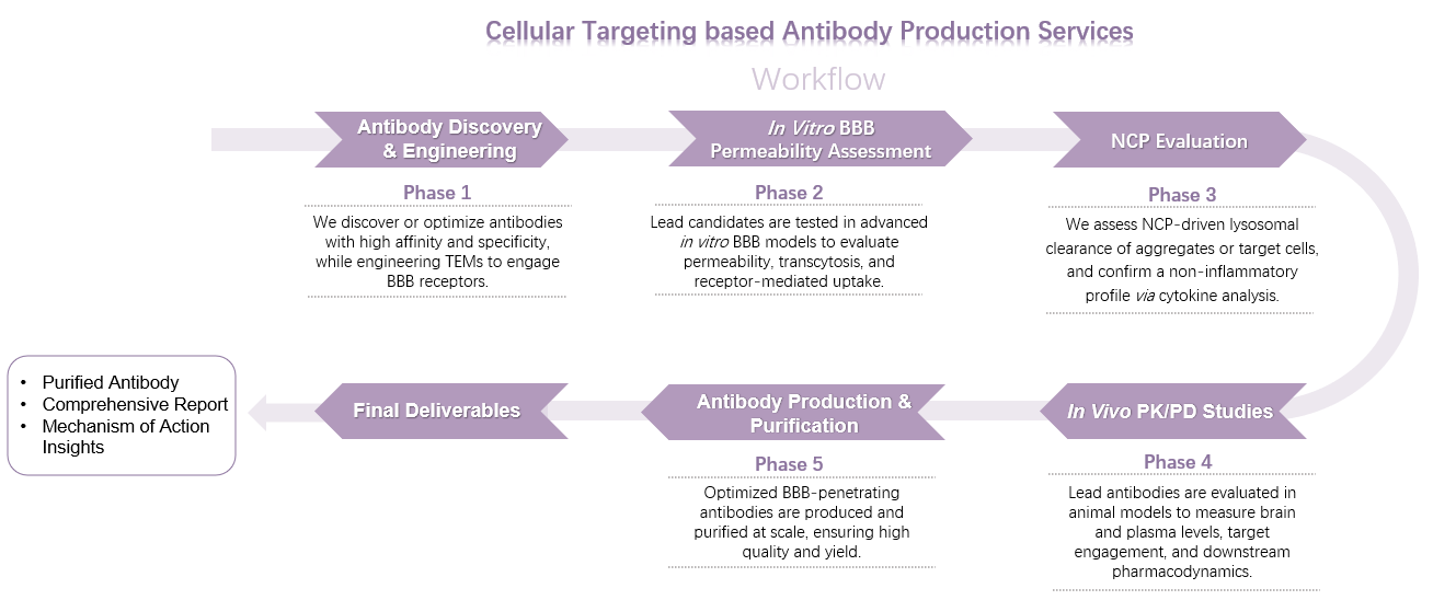 Flowchart of BBB penetration-based permeability enhanced antibody production service. (Creative Biolabs Original)