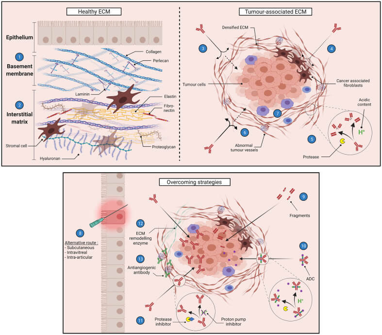 Tumor microenvironment-associated barriers to antibody activity. (OA Literature)