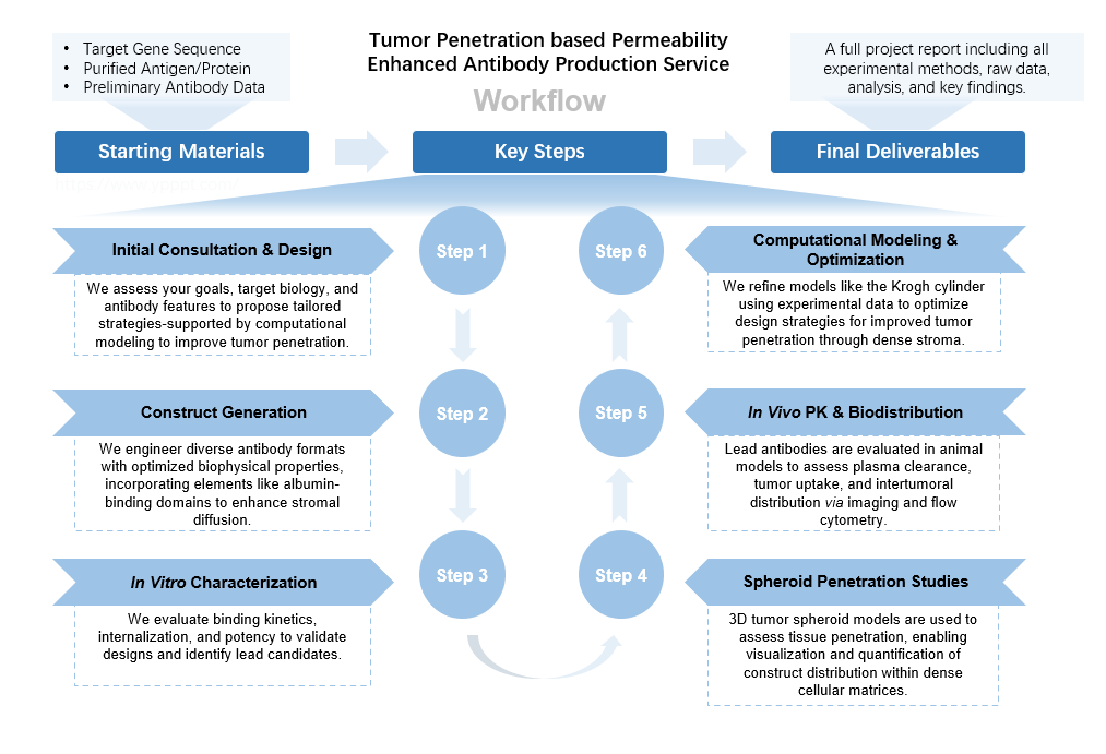 Workflow of immune cell-modulating antibody production services. (Creative Biolabs Original)