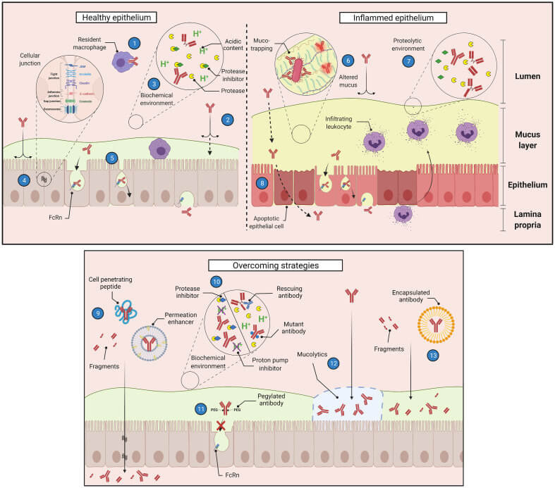 Barriers encountered by antibodies at the mucosal interface. (OA Literature)