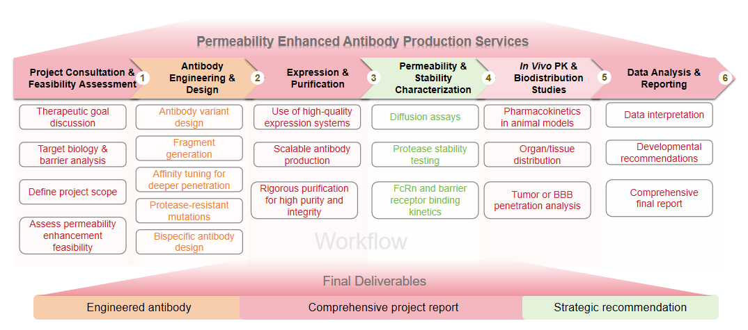 Flowchart of permeability enhanced antibody production services. (Creative Biolabs Original)