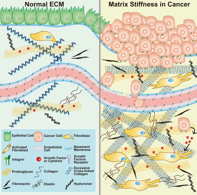 Illustration of ECM constituents in normal tissues and the tumor microenvironment. (OA Literature)