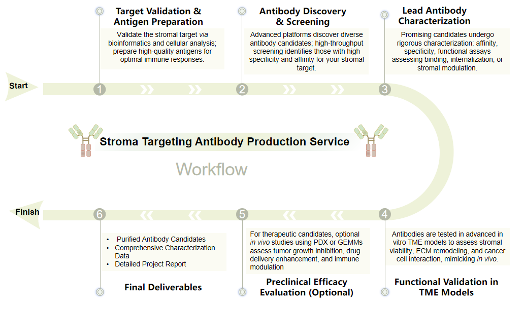 Workflow chart for stroma targeting antibody production service. (Creative Biolabs Original)