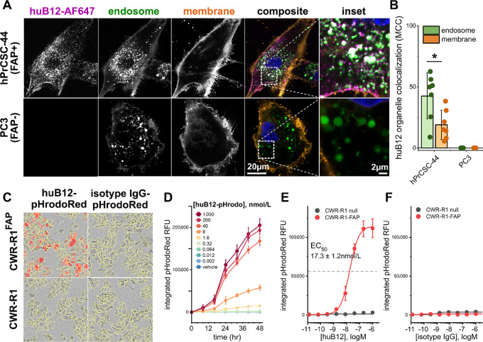 The localization and distribution of antibody-drugs in cells are detected by means of confocal microscopy. (OA Literature)