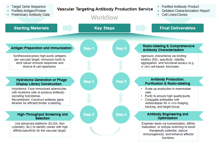 Flow diagram of vascular targeting antibody production service. (Creative Biolabs Original)