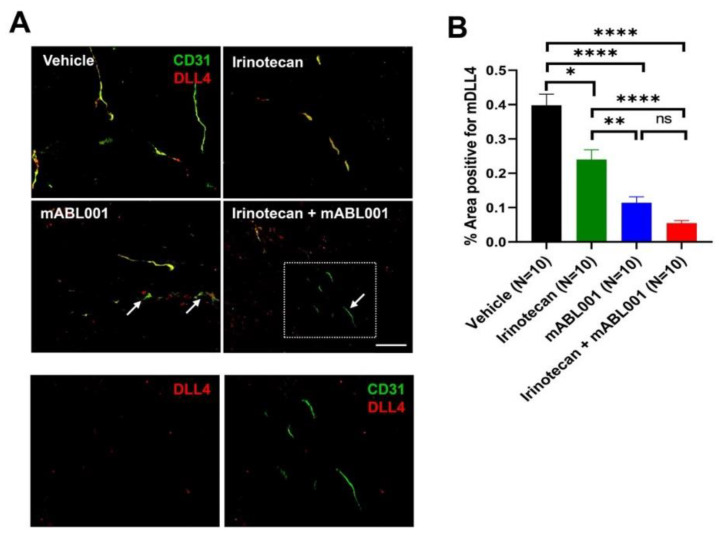 The expression of DLL4 in tumor vasculature is detected using immunofluorescence technology. (OA Literature)