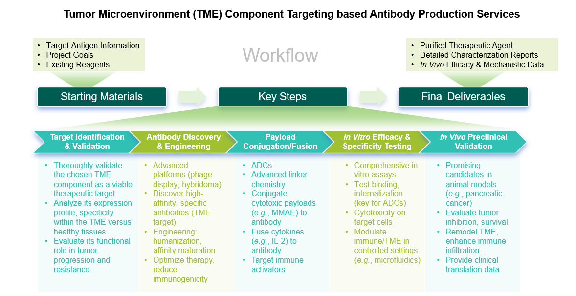 Process chart of TME component targeting based antibody production services at Creative Biolabs. (Creative Biolabs Original)