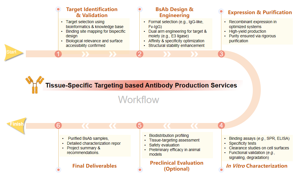 Tissue-specific targeting-based antibody production services at Creative Biolabs process flow diagram. (Creative Biolabs Original)