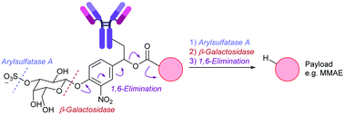 Instances of a dual-enzyme cleavable linker applied to antibody–drug conjugates. (OA Literature)