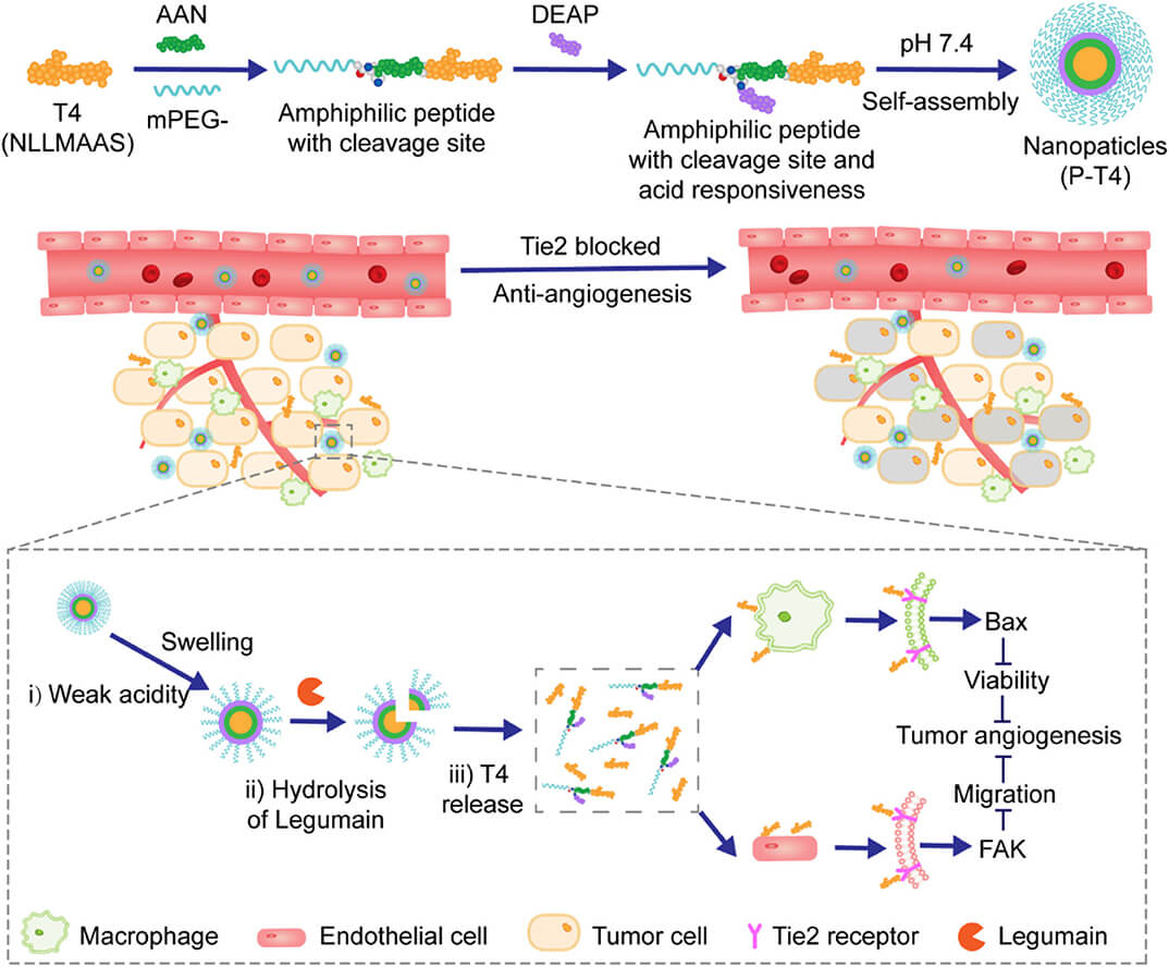 Release mechanisms of smart responsive drugs. (OA Literature)