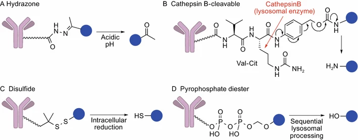 Antibody conjugation approach with cleavable linkers. (OA Literature)