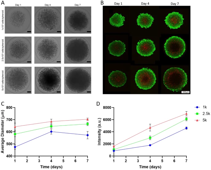 3D in vitro cell models simulate the native solid tumor microenvironment. (OA Literature)