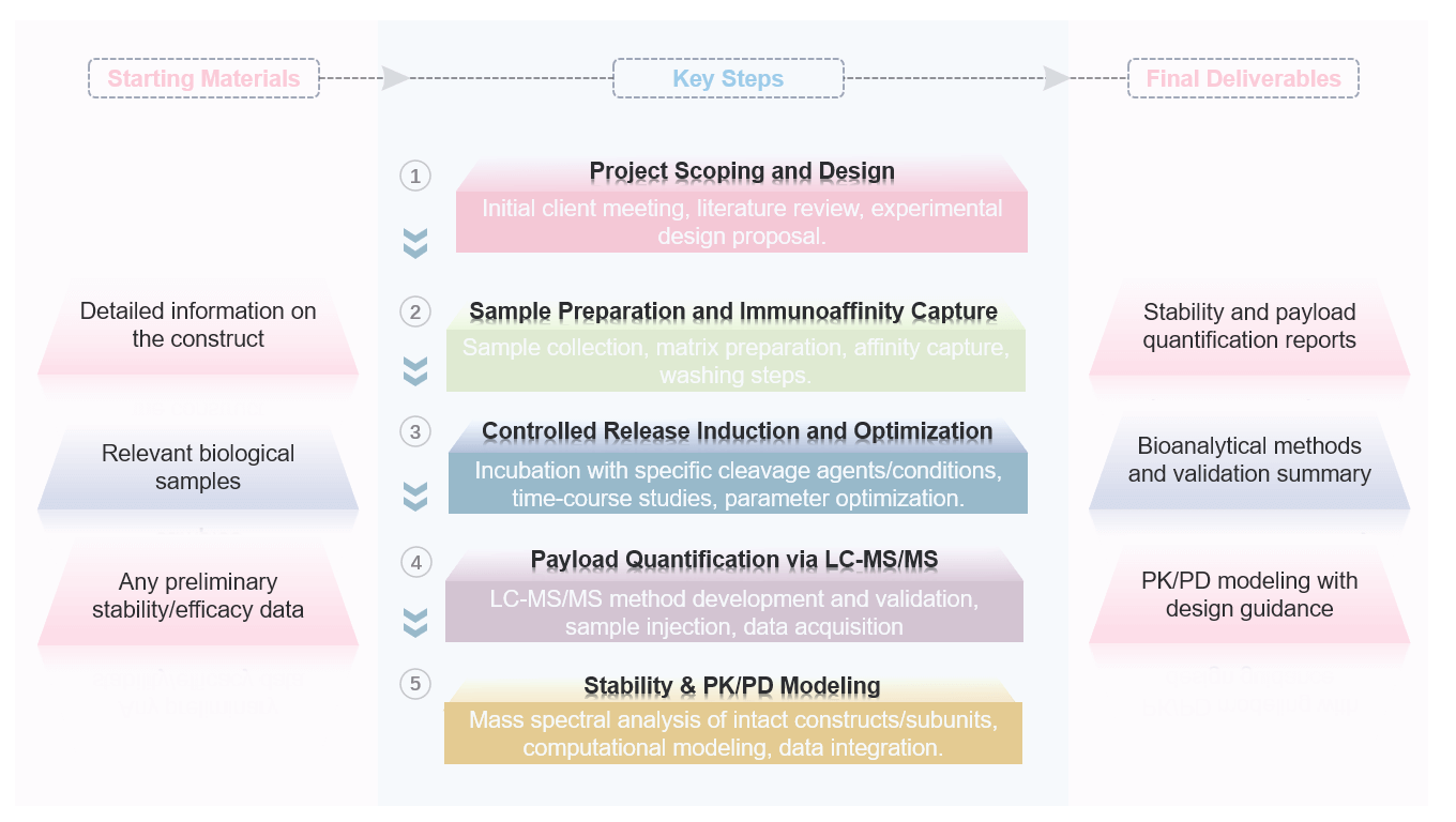Flow diagram of responsive construct stability assessment service. (Creative Biolabs Original)