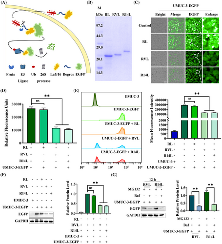 Construction and validation of an antibody-targeted degradation platform. (OA Literature)