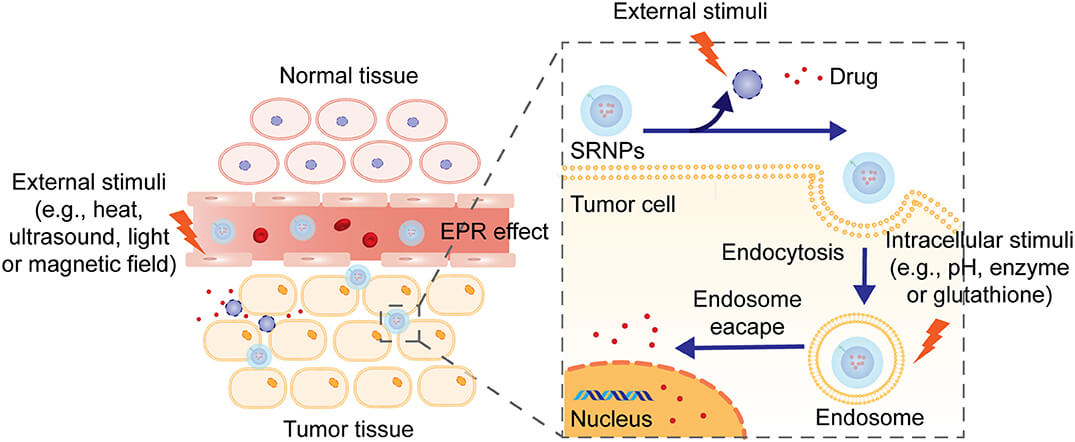 Release mechanisms of stimulus-responsive drugs. (OA Literature)
