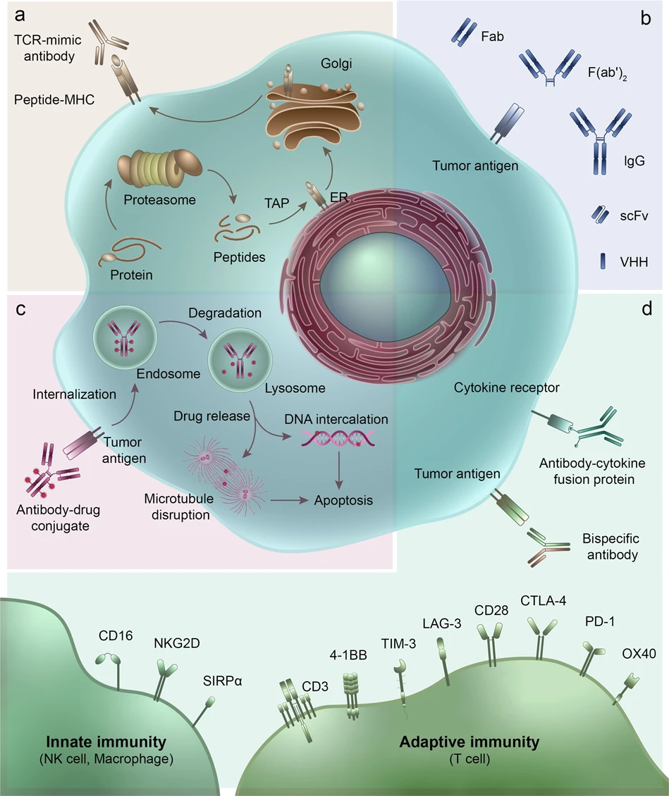 Strategies for hepatocellular carcinoma tissue-specific targeting. (OA Literature)
