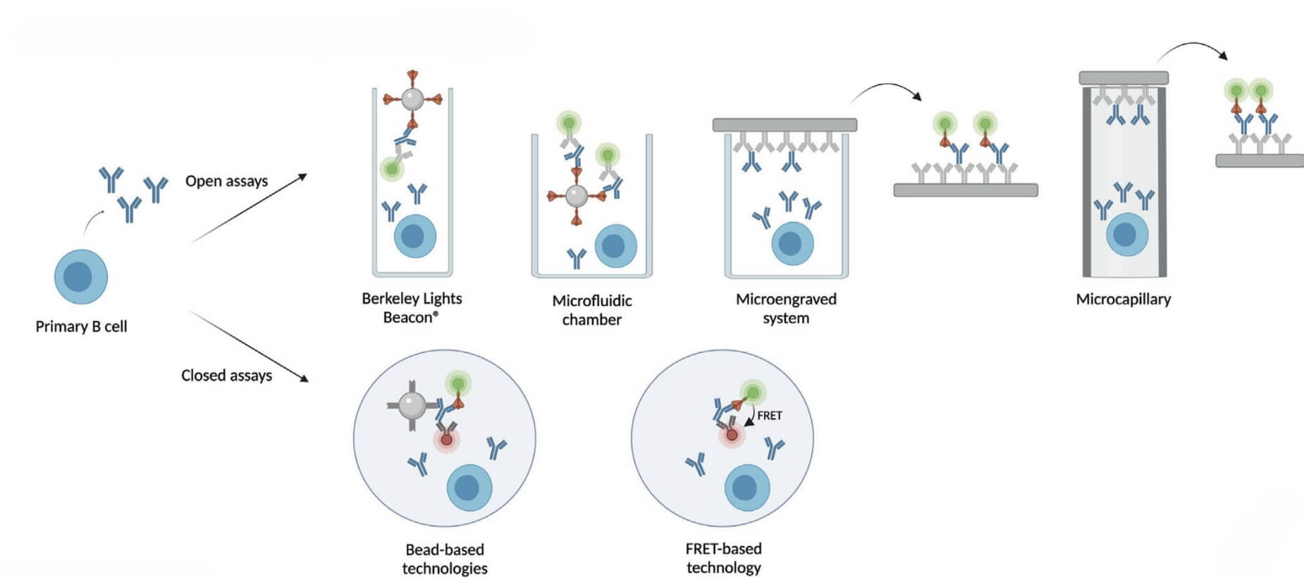 Single B Cell Screening Assays. (Pedrioli, Alessandro, and Annette Oxenius, 2021)