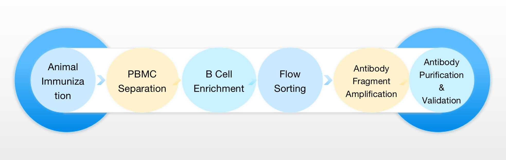 Single B Cell Screening Procedure. (Creative Biolabs Original)