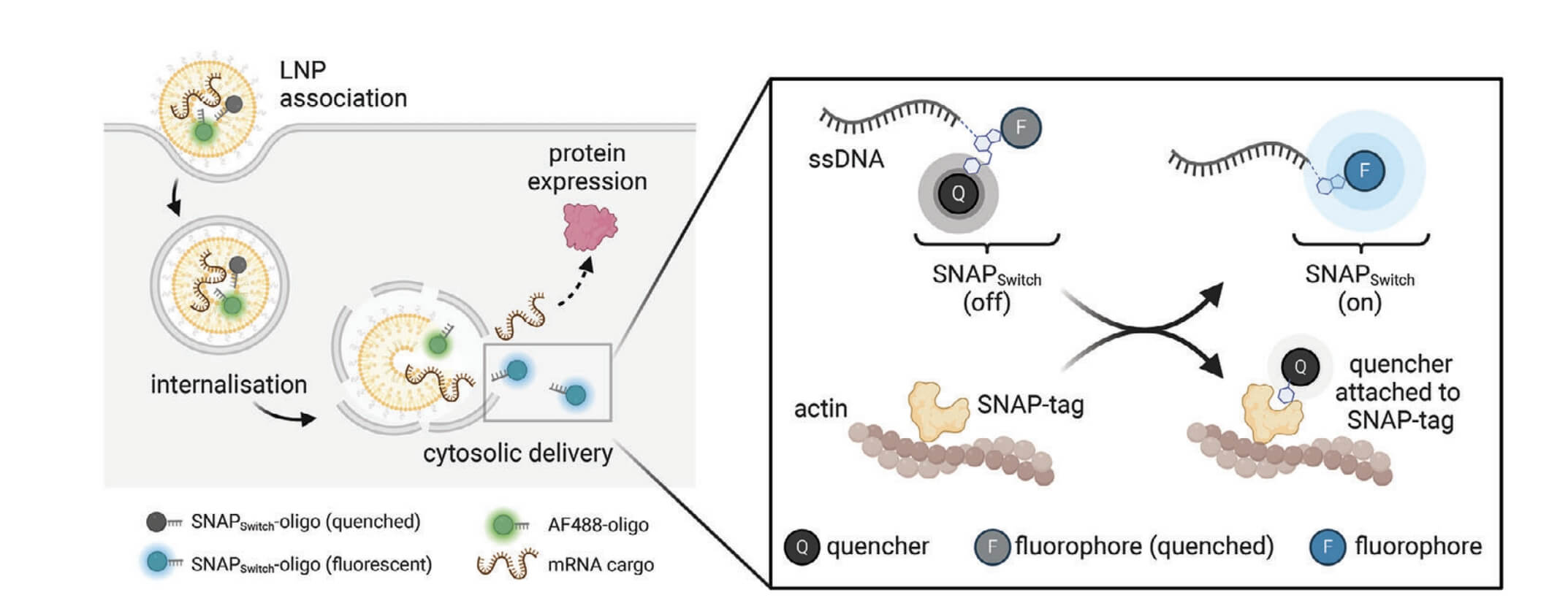 mRNA-LNP Measures Cytosolic Delivery. (Liu, Haiyin, et al., 2024)