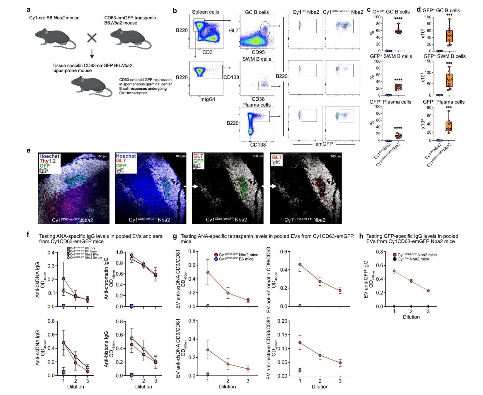 EVs Derived From Spontaneous Germinal Center B cell Responses in Cγ1CD63-emGFP Nba2 Lupus-prone Mice Express Surface IgG with Self-reactivity. (Rival, Claudia, et al., 2024)